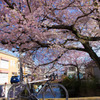 cervelo × 桜の絨毯