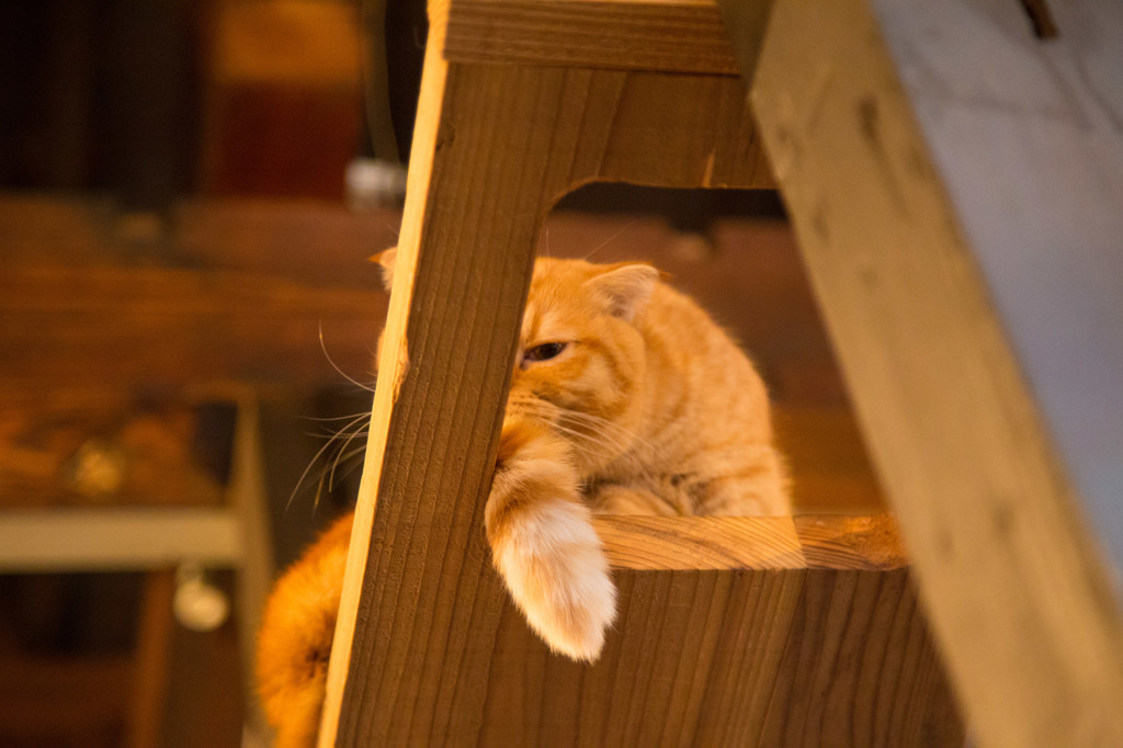 15Dec Cat Apartment Coffeeにて その２