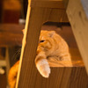 15Dec Cat Apartment Coffeeにて その２