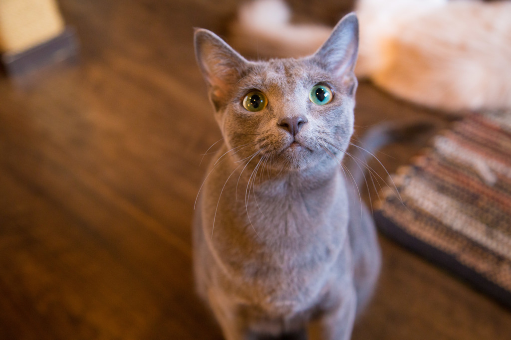 15Dec Cat Apartment Coffeeにて その１