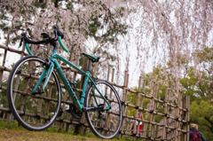 BIANCHI × 御所の桜