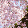早咲きの桜を探して