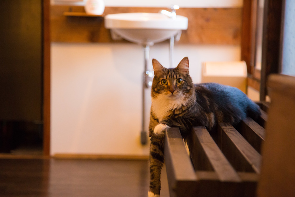 15Dec Cat Apartment Coffeeにて その３