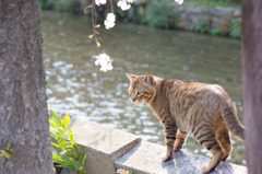 ネコ × 桜 × 祇園白川