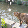 ネコ × 桜 × 祇園白川