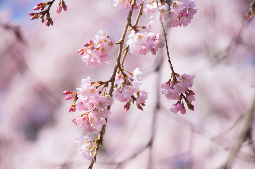 早咲きの桜を探して