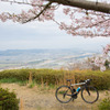 cervelo × 万灯呂山の桜