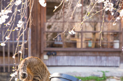 ネコ × 桜 祇園白川