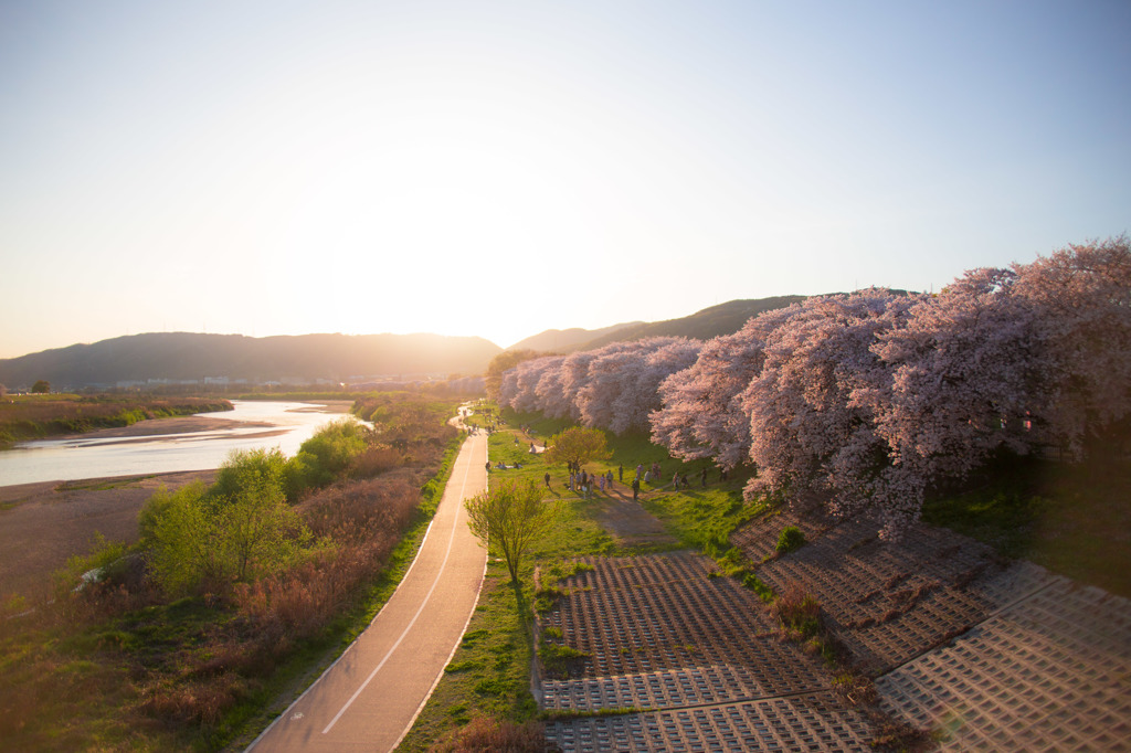 御幸橋 × 淀川河川公園の桜
