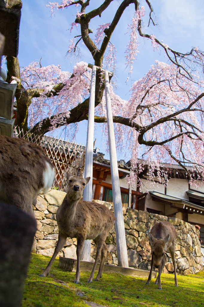 早咲きの桜を探して