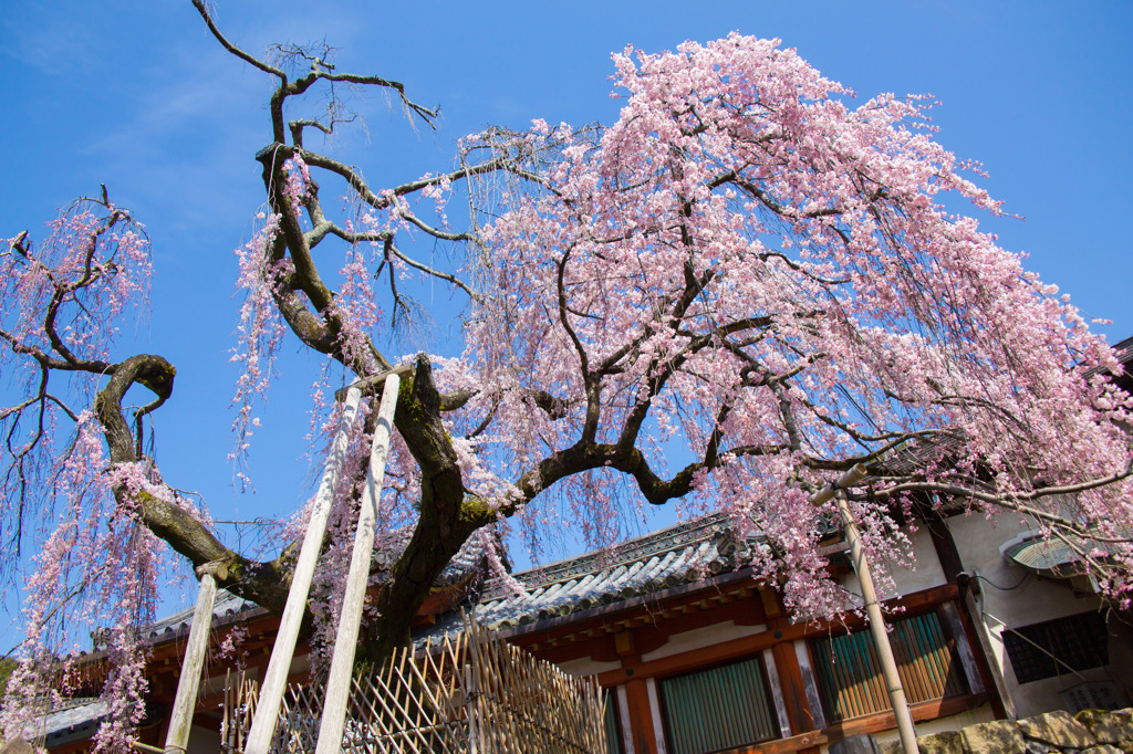 早咲きの桜を探して