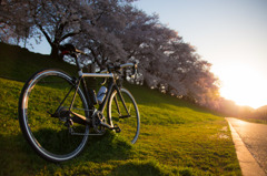 cervelo × 夕刻 × 淀川河川公園背割堤地区の桜 
