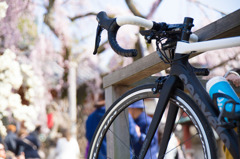 cervelo × 早咲きの桜