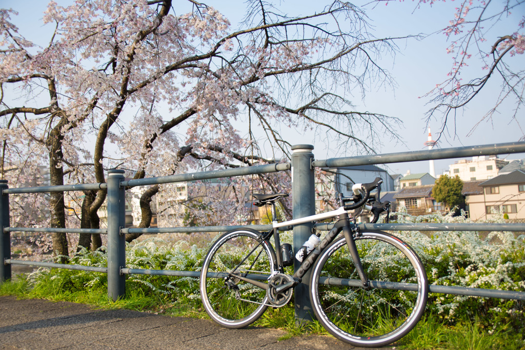 cervelo × 桜 × 京都タワー