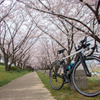 cervelo × 木津川堤防の桜