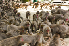 高崎山動物公園④