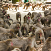 高崎山動物公園④