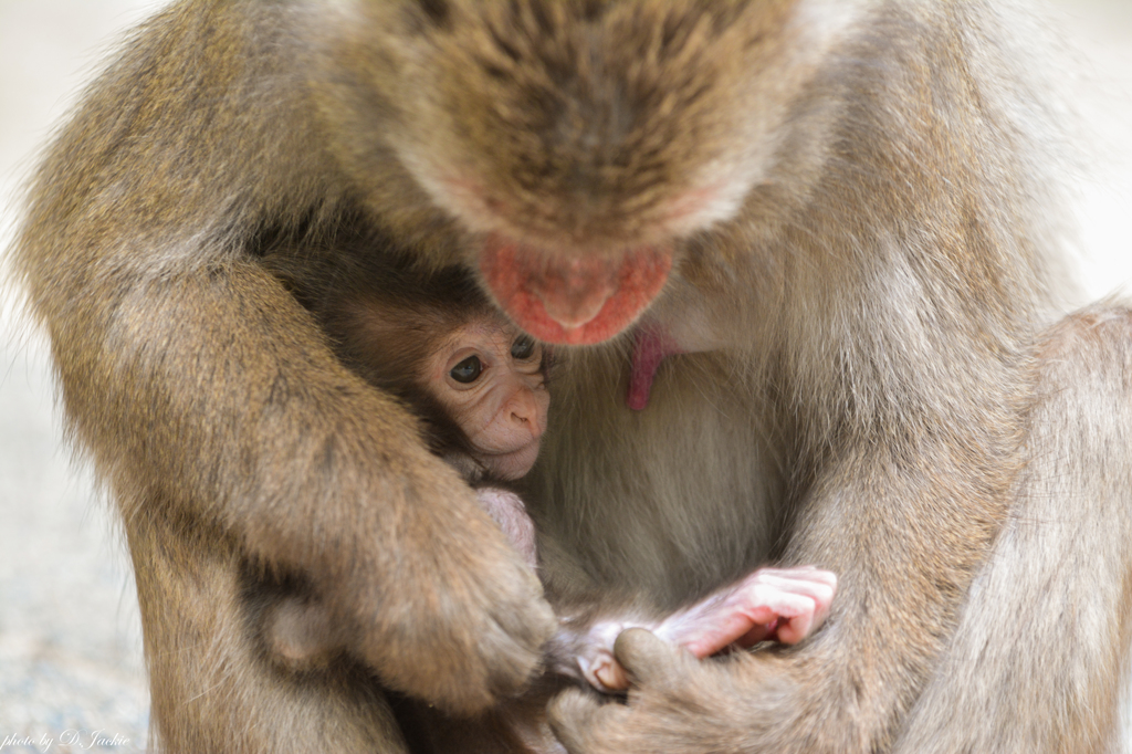 高崎山動物公園③