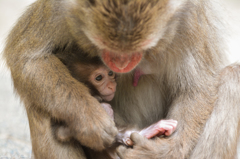 高崎山動物公園③