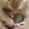 高崎山動物公園③
