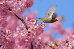 河津桜とメジロ