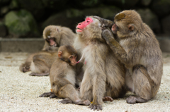 高崎山動物公園②