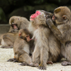 高崎山動物公園②
