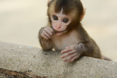 高崎山動物公園①