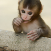 高崎山動物公園①