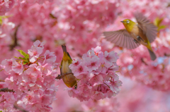 河津桜とメジロ