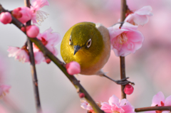 ウメジロー