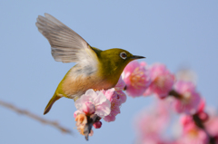 ウメジロー