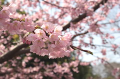 名古屋城の桜