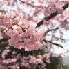 名古屋城の桜