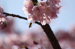 桜と蜂