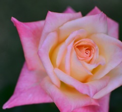 rose pink1