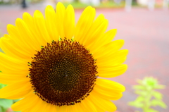 sun flower