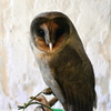 owl.1