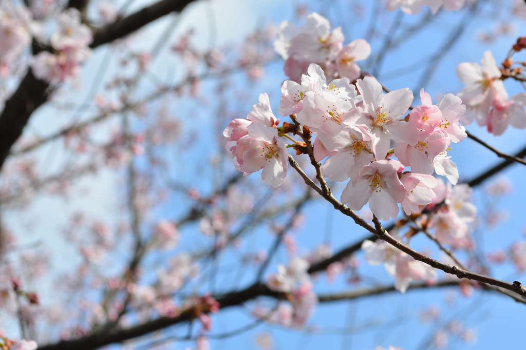 桜 其の二