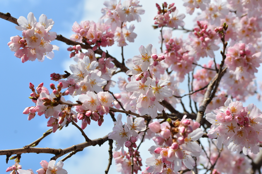 桜 其の一