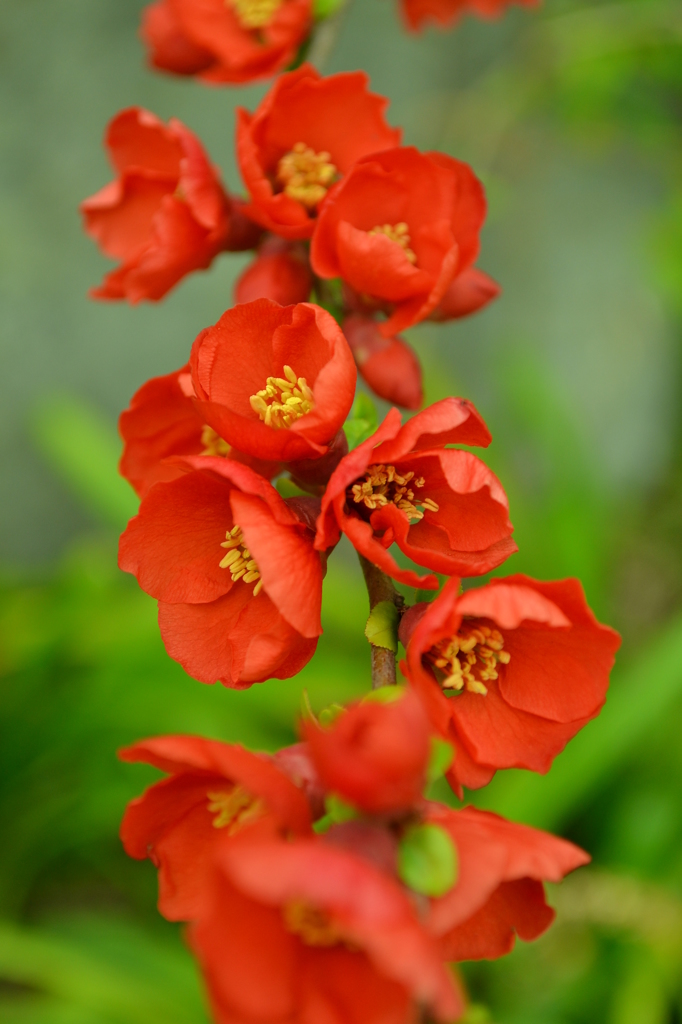 お花2