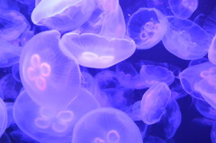 Jellyfish*