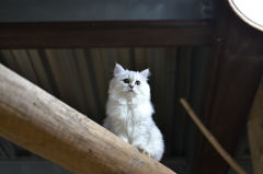 white cat1