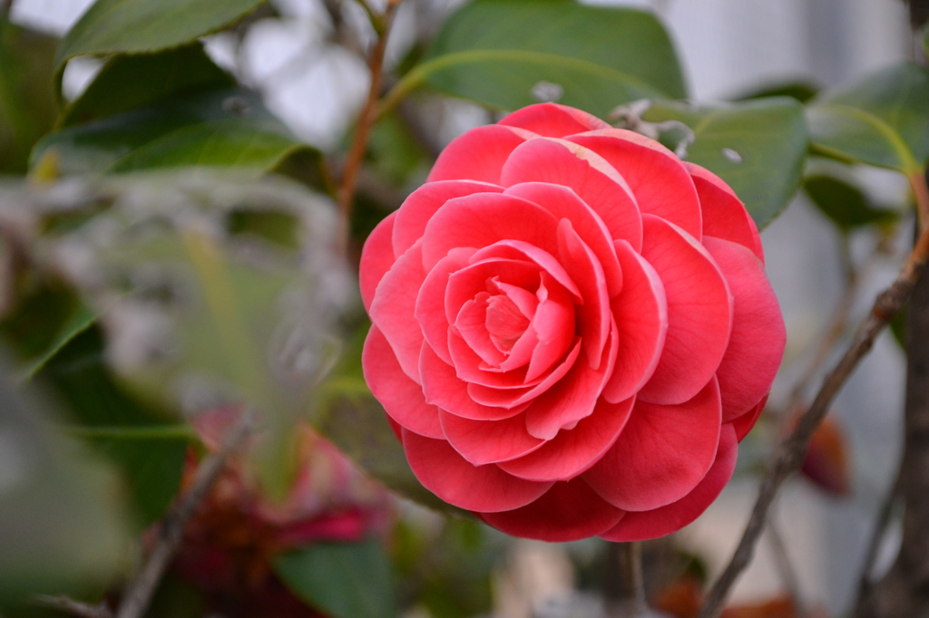 お花2.2