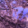 夜桜