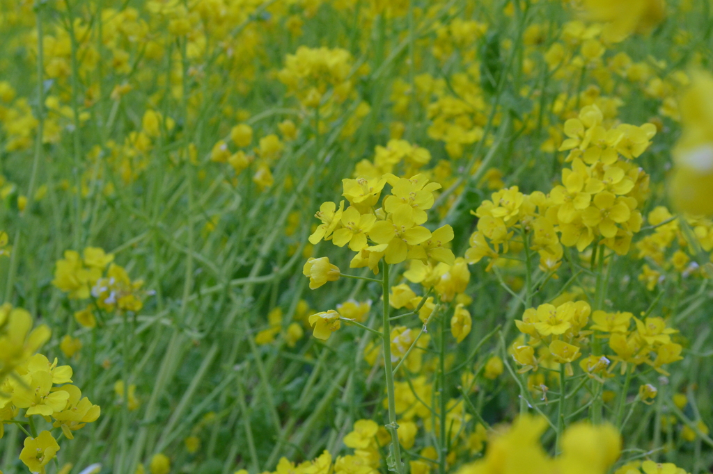 菜の花2