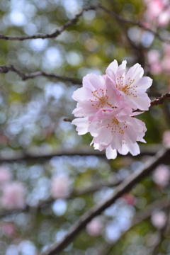 京都　平野神社・桜