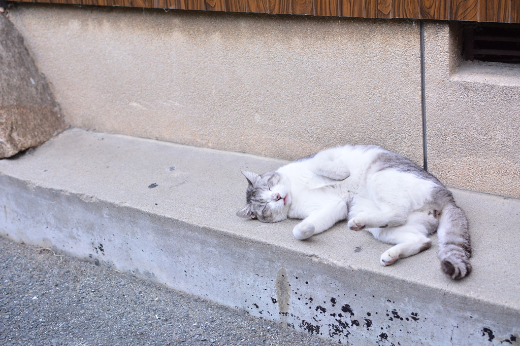 cat