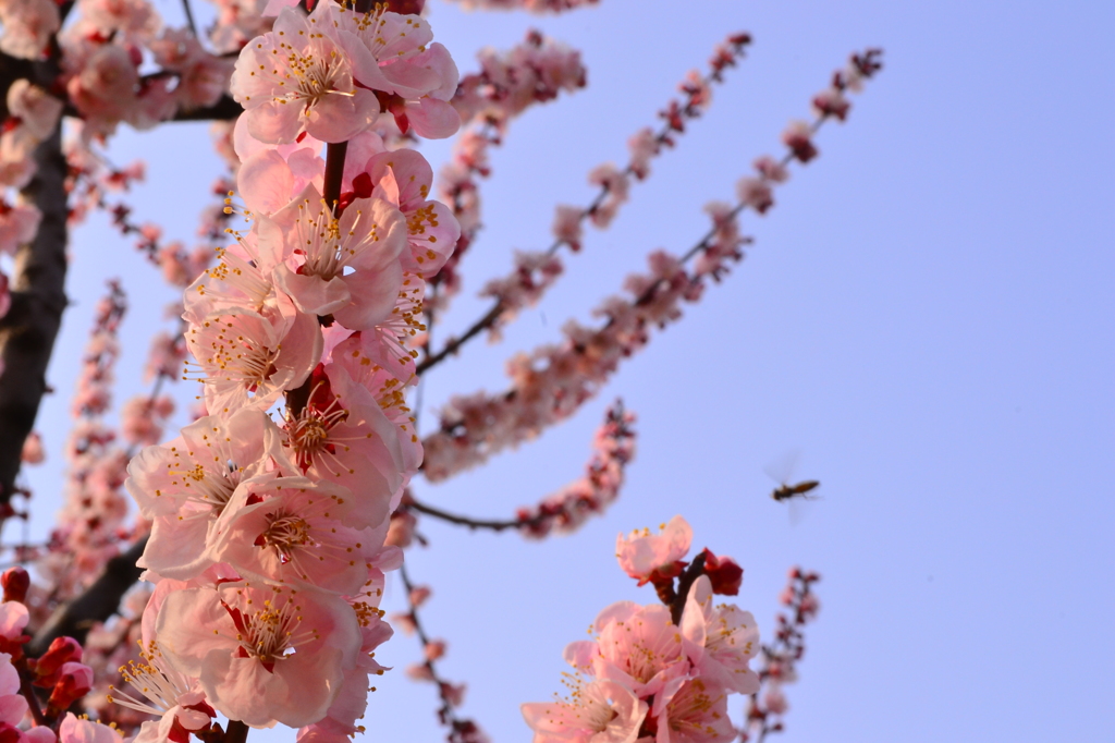 桜音