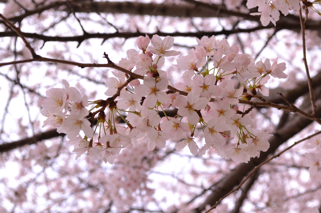 sakura